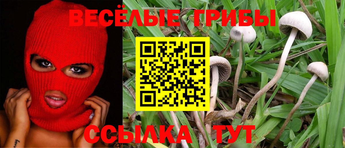 Кинешма  Галлюциногенные грибы Cubensis  Вход с VPN 